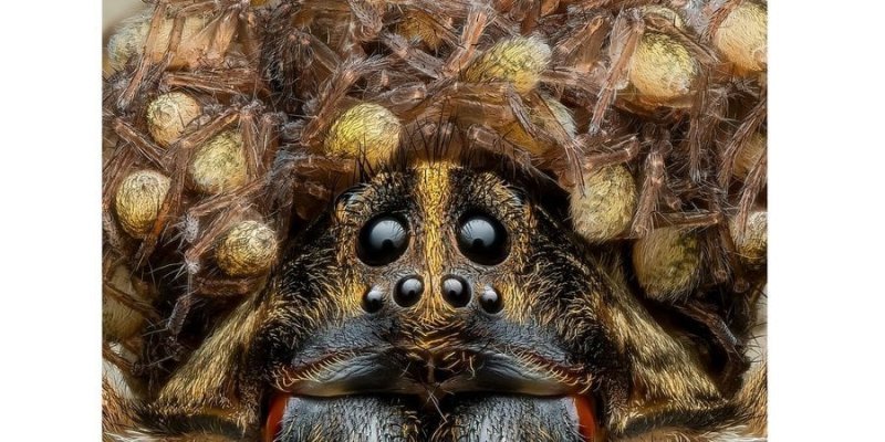 У короні з власних дитинчат. Фотограф зробив зачаровуючий знімок павучихи