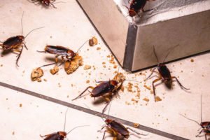 Преимущества услуг по уничтожению тараканов и клещей